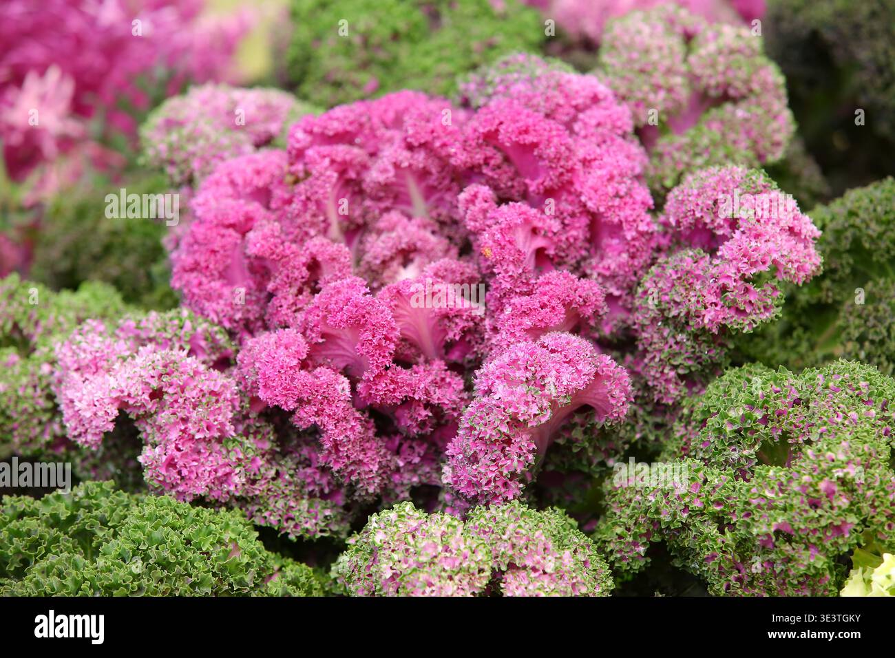 Chou ornemental (chou de couleur, chou ornemental, chou fleuri) grandissant dans le jardin Banque D'Images