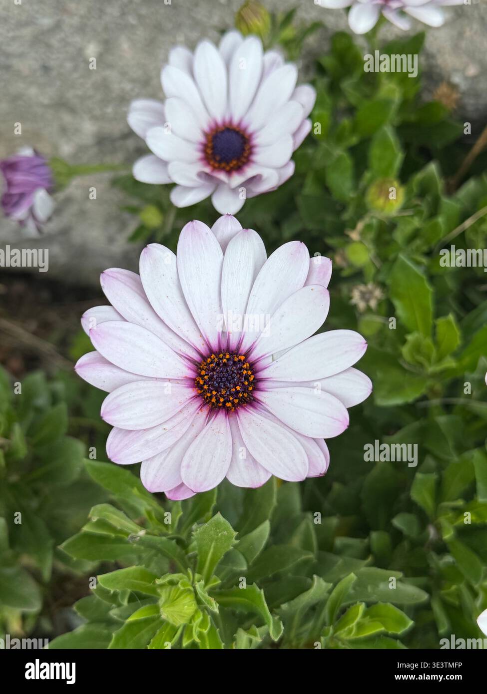 Gros plan de fleur blanche avec centre violet et taches orange, avec une seconde fleur floue en arrière-plan, capturée à la lumière naturelle. - Image de stock capturée avec un smartphone