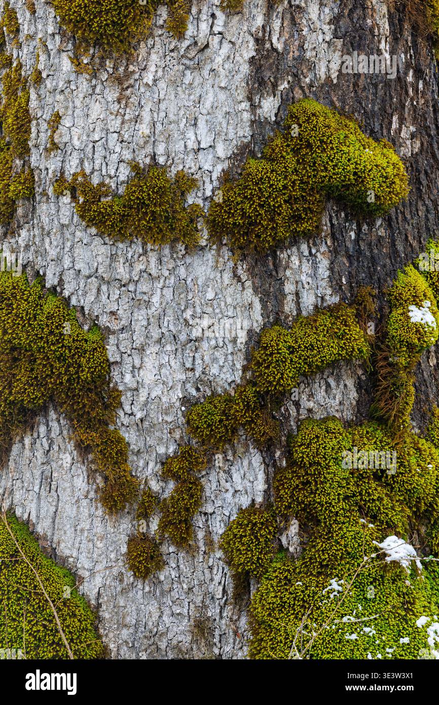 Gros plan détaillé d'écorce d'arbre recouverte de mousse montrant des coussins verts éclatants, une texture grise rugueuse et des motifs naturels. Évoque l'atmosphère boisée, Growt Banque D'Images