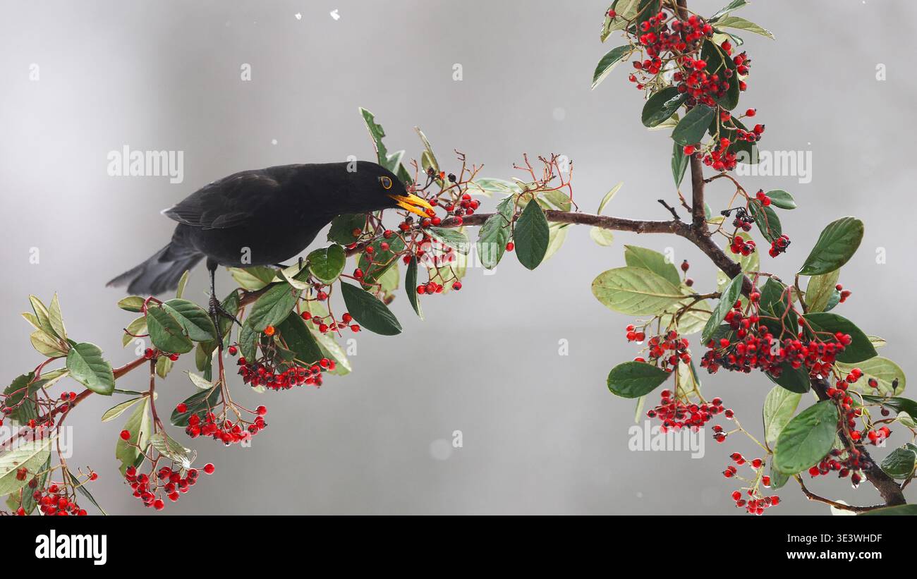 Un gros oiseau commun est assis gracieusement sur une branche chargée de baies, cueillant une baie avec son bec, mettant en valeur son plumage foncé frappant et son bea jaune vif Banque D'Images
