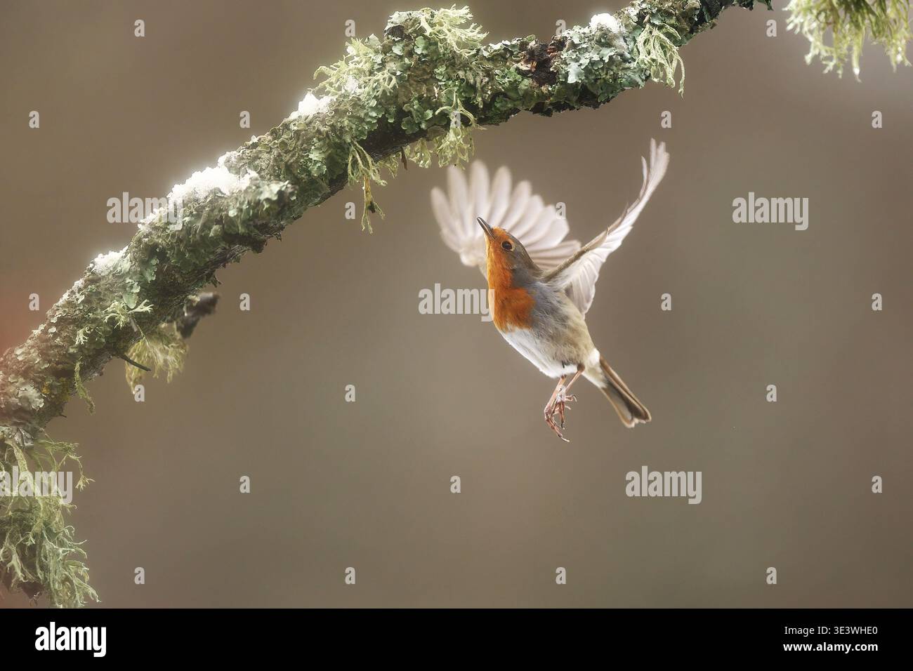 Un robin européen en plein vol capture la beauté de l'hiver en Espagne. Les couleurs vibrantes de l'oiseau complètent la toile de fond sereine de la nature, showca Banque D'Images