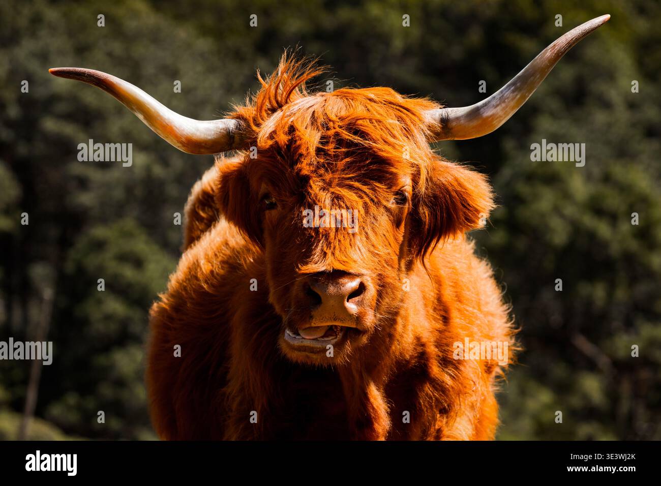 Une majestueuse vache écossaise des Highlands se dresse dans un champ, mettant en valeur son long manteau rouge distinctif et ses grandes cornes courbées. L'arrière-plan présente un Gree luxuriant Banque D'Images