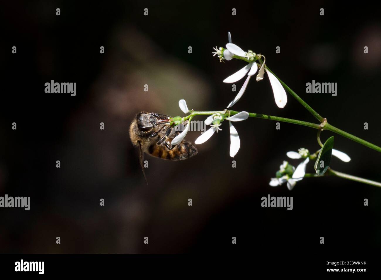Macro gros plan d'une abeille pollinisant une délicate fleur blanche sur un fond naturel sombre. Image de la nature sauvage. Banque D'Images