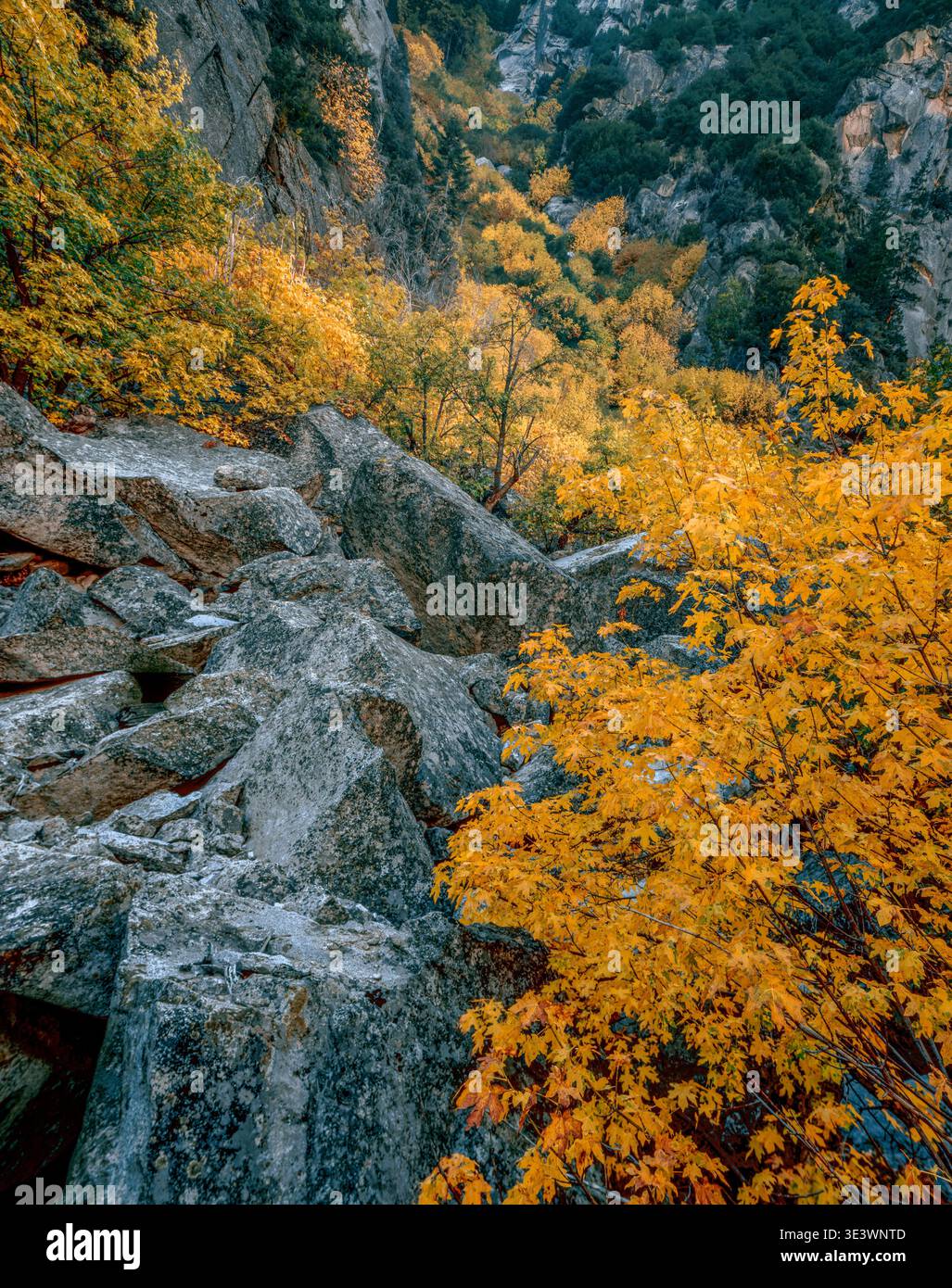 Scrub Oak, Zumwalt Meadow, parc national de Kings Canyon, Californie Banque D'Images