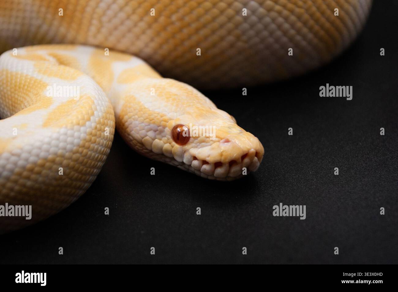 Python royal albinos (Python regius) Banque D'Images