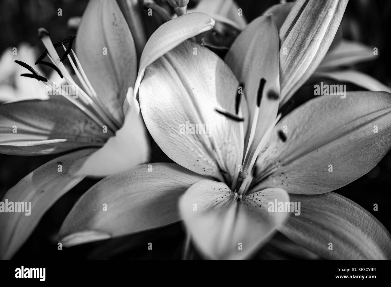 Fleurs de Printemps close up Banque D'Images