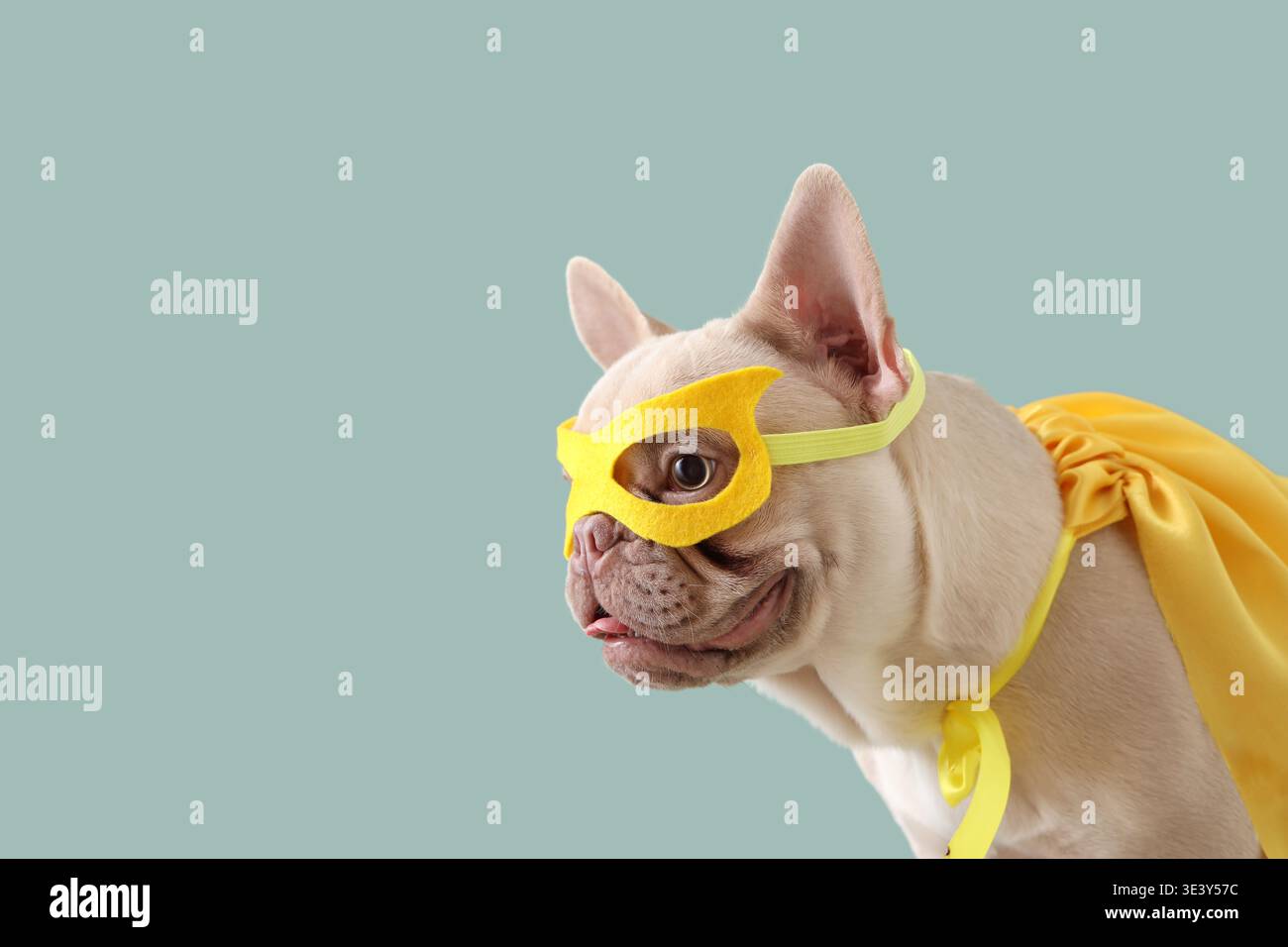 Bouledogue français mignon en costume de super-héros sur fond de menthe, gros plan Banque D'Images