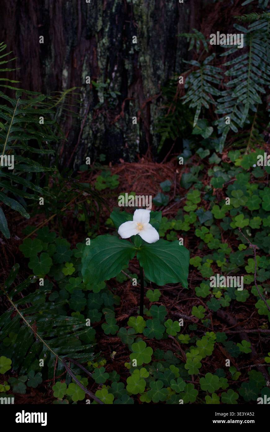 Une fleur de trillium dans les séquoias de la forêt communautaire d'Arcata en avril Banque D'Images
