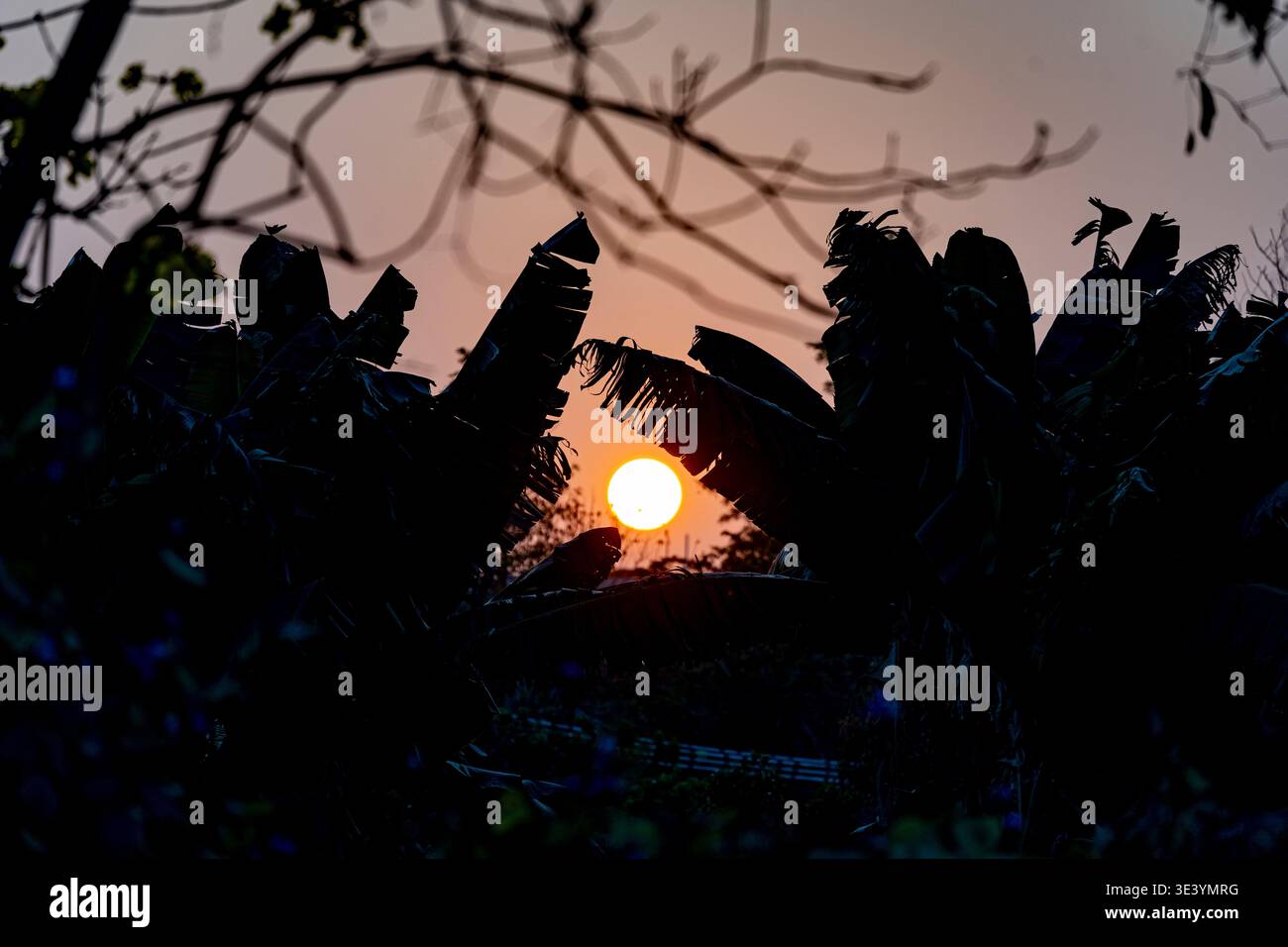 La sentinelle moderne s'élève au-dessus des Blossoms Banque D'Images