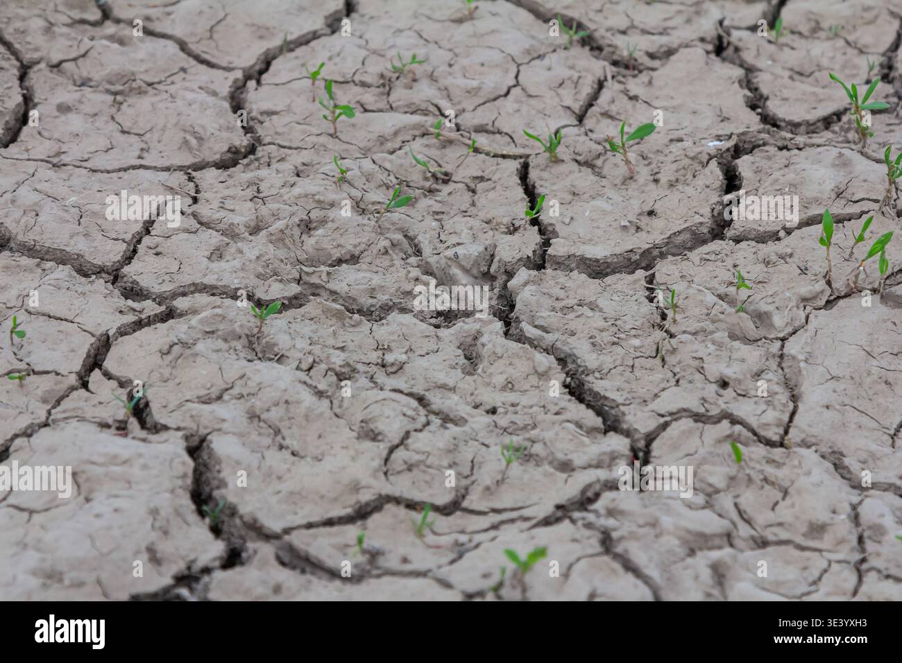 Le sol fissuré sec fait preuve de résilience lorsque de petites pousses vertes commencent à croître, indiquant un rétablissement potentiel dans un champ agricole souffrant de sécheresse Banque D'Images
