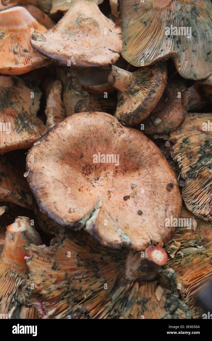 Champignons frais récoltés dans la forêt en automne Banque D'Images