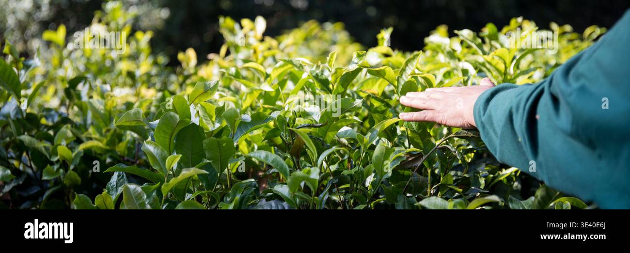 Les centres de concept d'affaires autour du thé vert frais Reap fond laisse la ferme biologique avec la bannière jardin luxuriant arbre de plante sain feuilles éco Herbal farme Banque D'Images