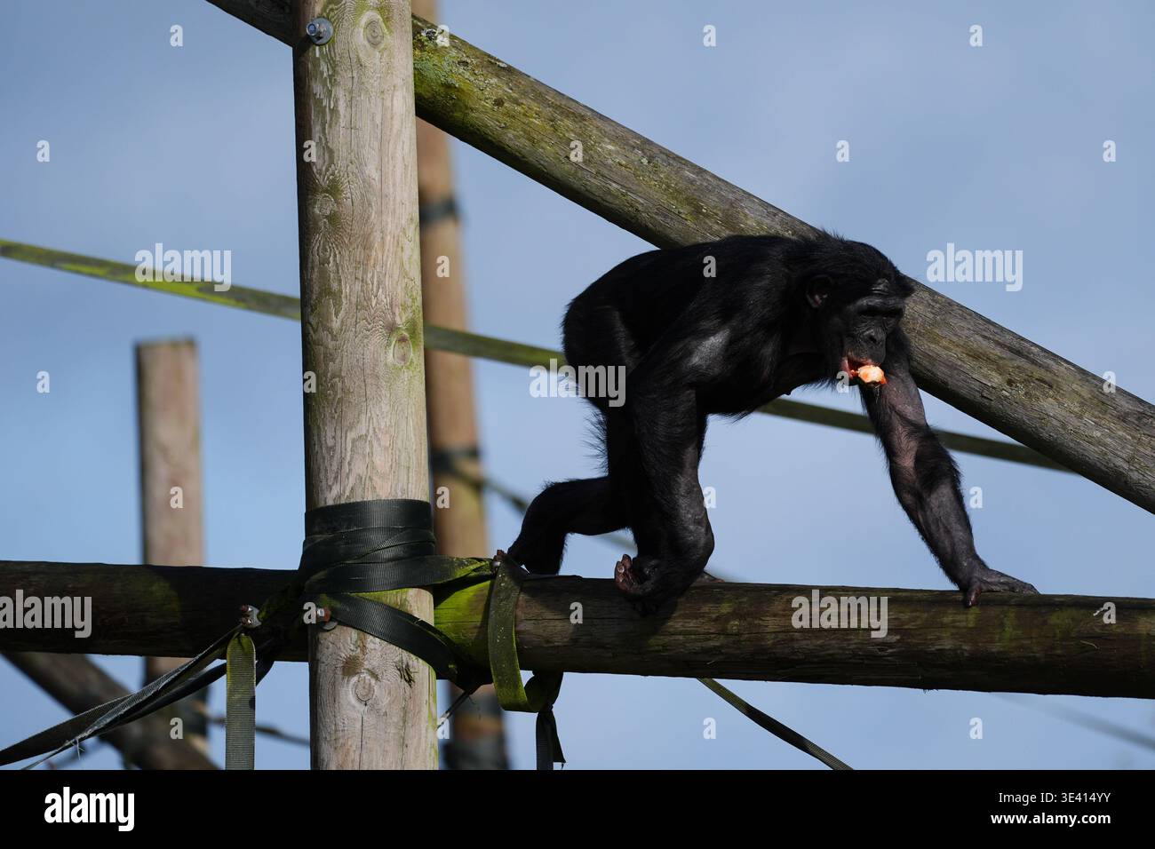 Bonobos dans leur nouvel enclos au zoo de Twycross, Leicestershire. Le ...