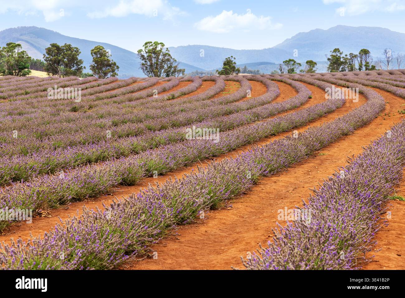 Courbes de rangées de lavande dans une ferme de Tasmanie, en Australie, formant des motifs naturels à travers des collines vallonnées, avec des montagnes en arrière-plan sous un SAF Banque D'Images