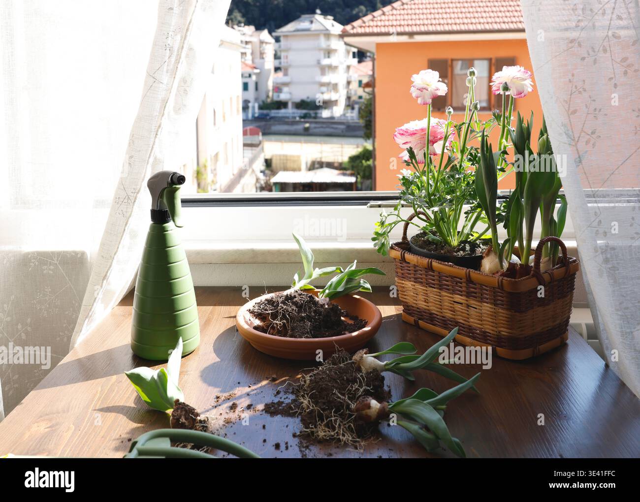 Bulbes de fleurs de printemps et flacon pulvérisateur vert sur la table en bois par fenêtre. Séance de mise en pot avec ranoncule et tulipes en plein soleil pour un urbain confortable Banque D'Images