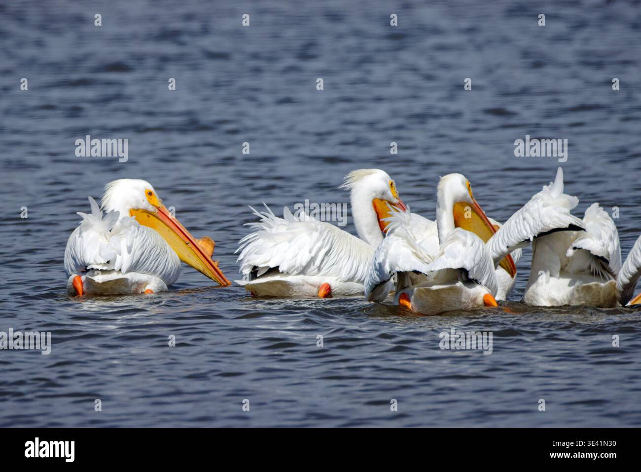 Un troupeau de pélicans blancs nage ensemble dans une eau bleue calme par une journée ensoleillée Banque D'Images