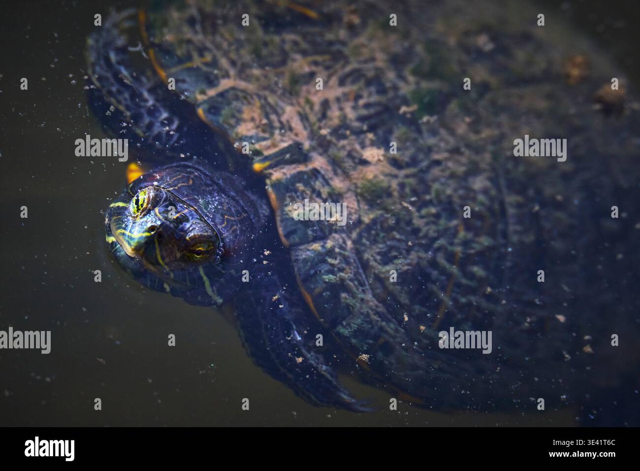 Gros plan sur le visage et la coquille de tortues dans la faune aquatique du parc Wetlands Park Banque D'Images