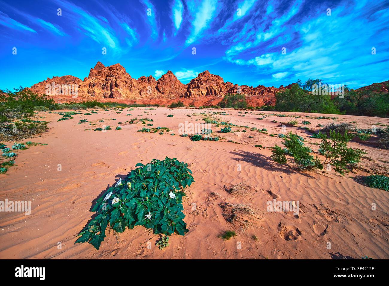 Grappes de fleurs sauvages du désert, roches rouges et ciel spectaculaire dans un paysage de vallée dynamique Banque D'Images