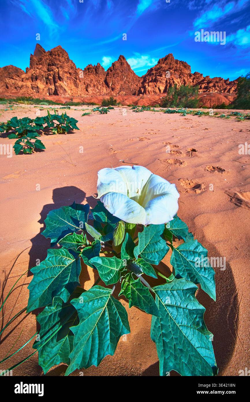 Fleur du désert blanc et feuilles vertes dans la vallée de feu avec formations Red Rock Banque D'Images