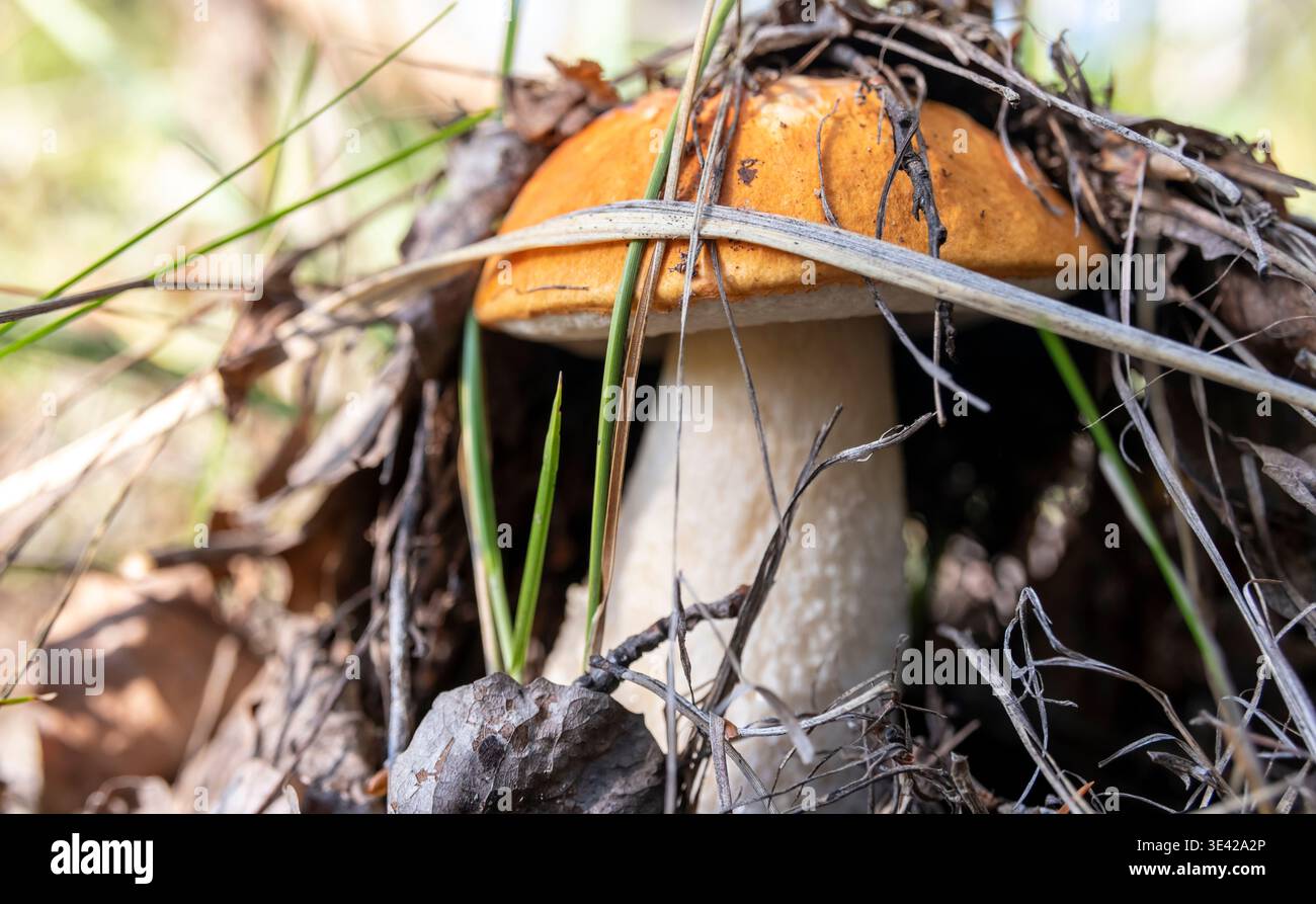 un beau champignon comestible dans l'herbe Banque D'Images