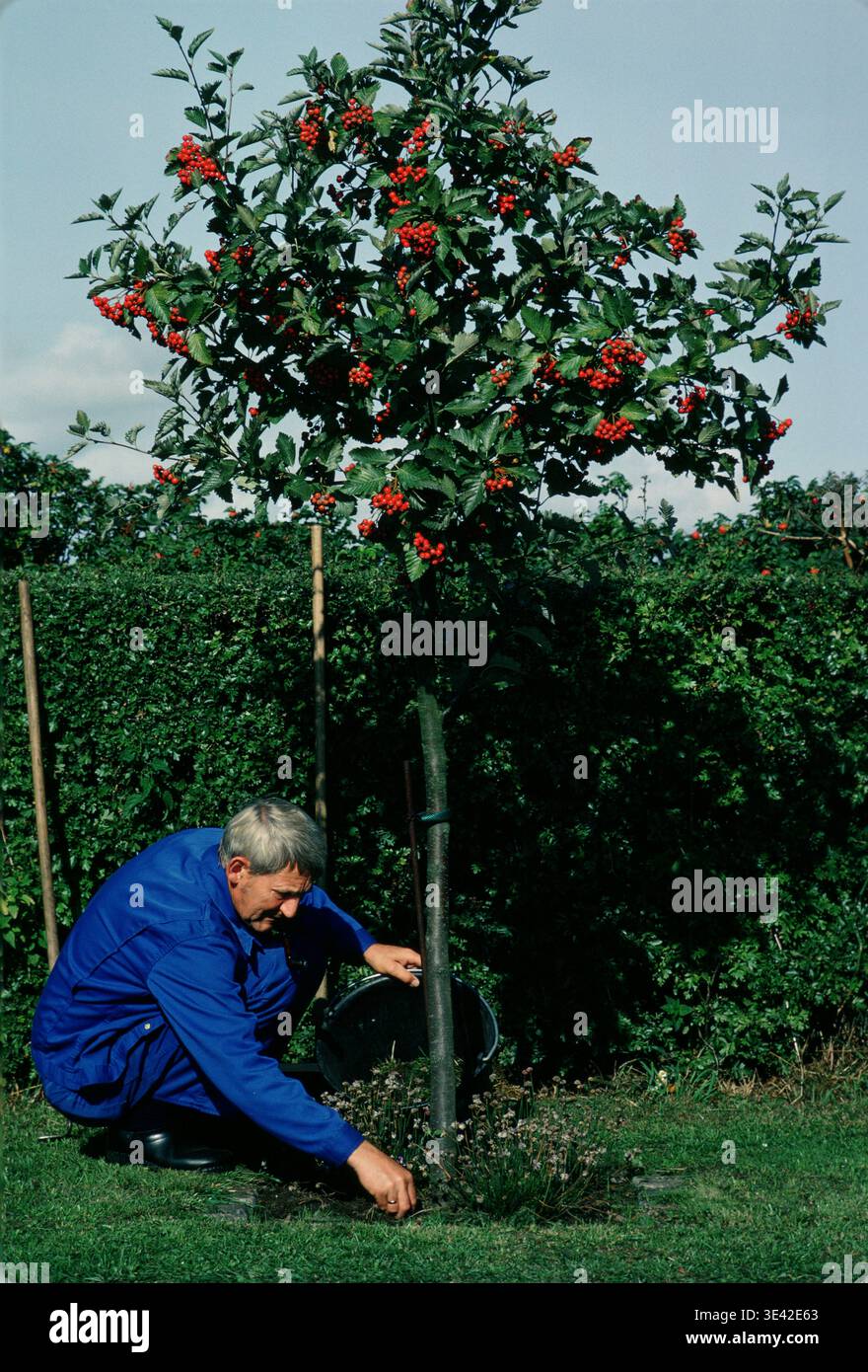Travailleur municipal plantant un arbre dans un parc, Copenhague, Danemark Banque D'Images