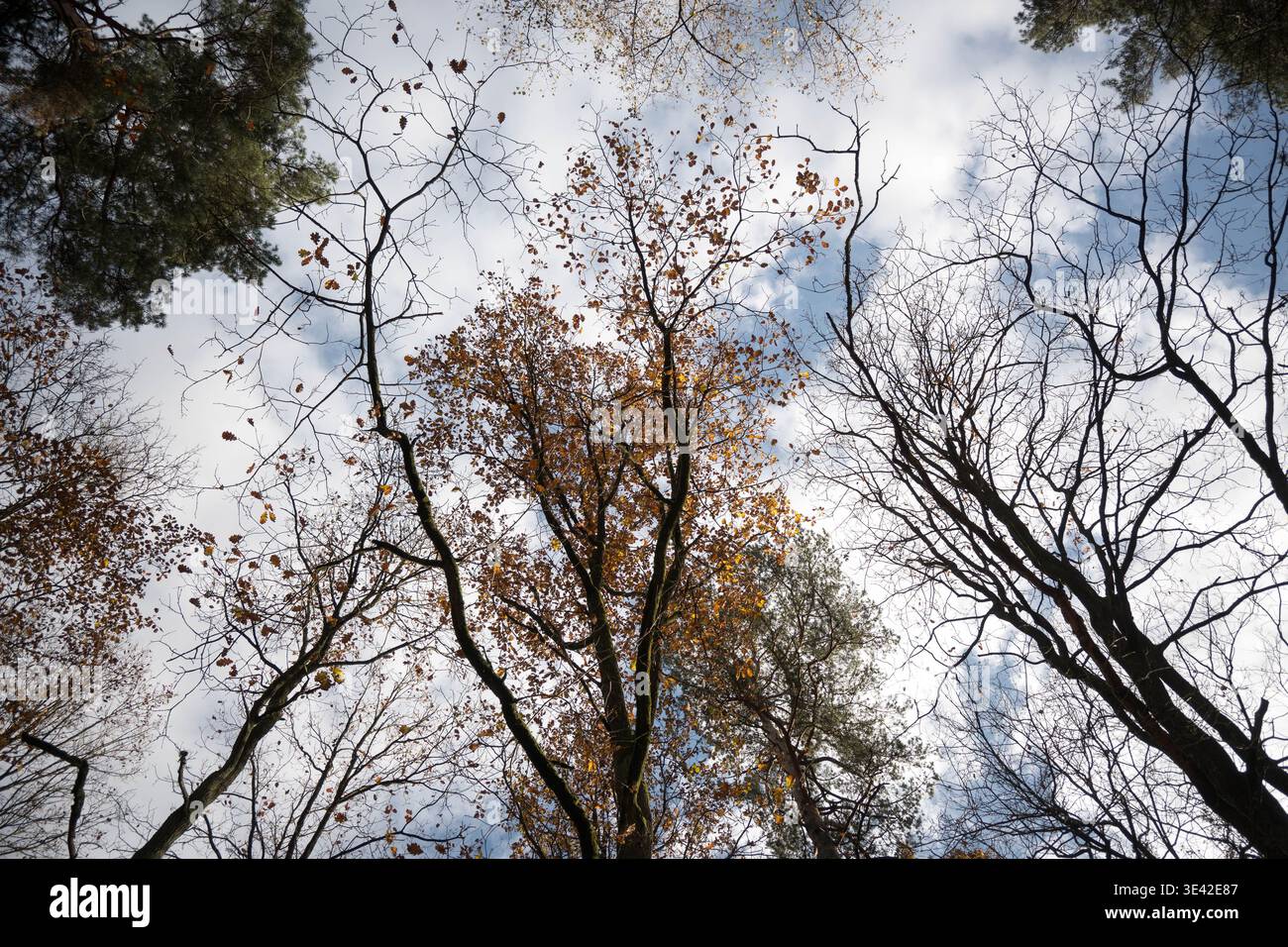 Feuilles jaunes d'automne tombant des branches d'arbres dans la forêt. Banque D'Images
