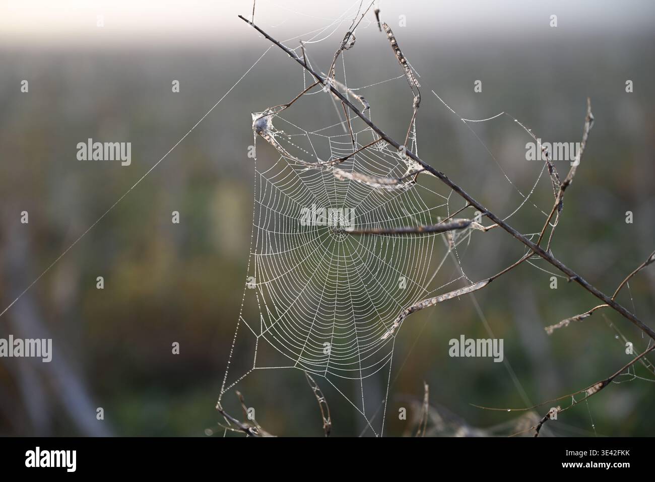 toile d'araignée dans la lumière brumeuse tôt le matin Banque D'Images