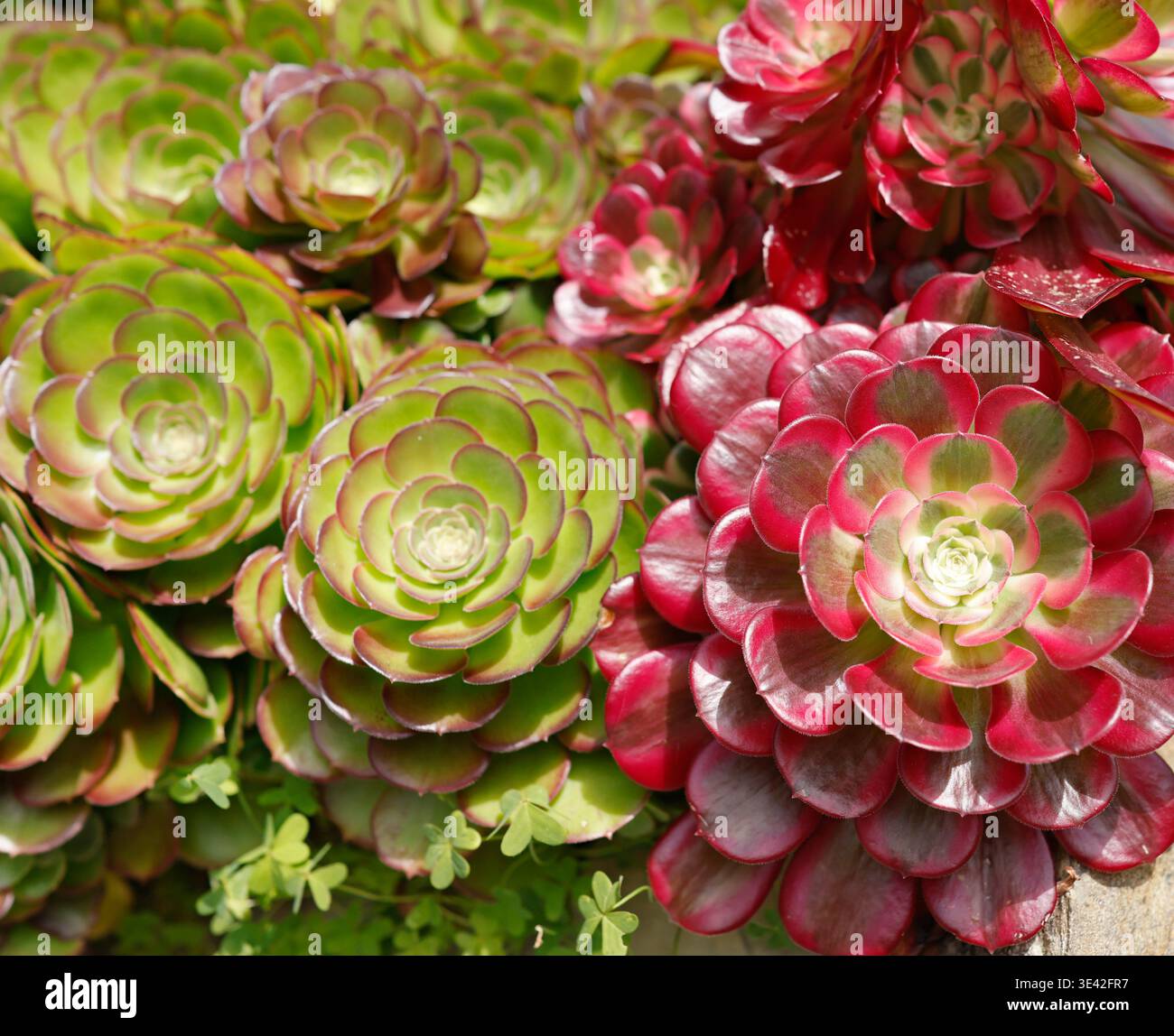 Vert vif et rouge rosettes succulentes Aeonium dans le jardin méditerranéen ensoleillé. Gros plan à angle élevé de plusieurs rosettes symétriques avec charnu Banque D'Images