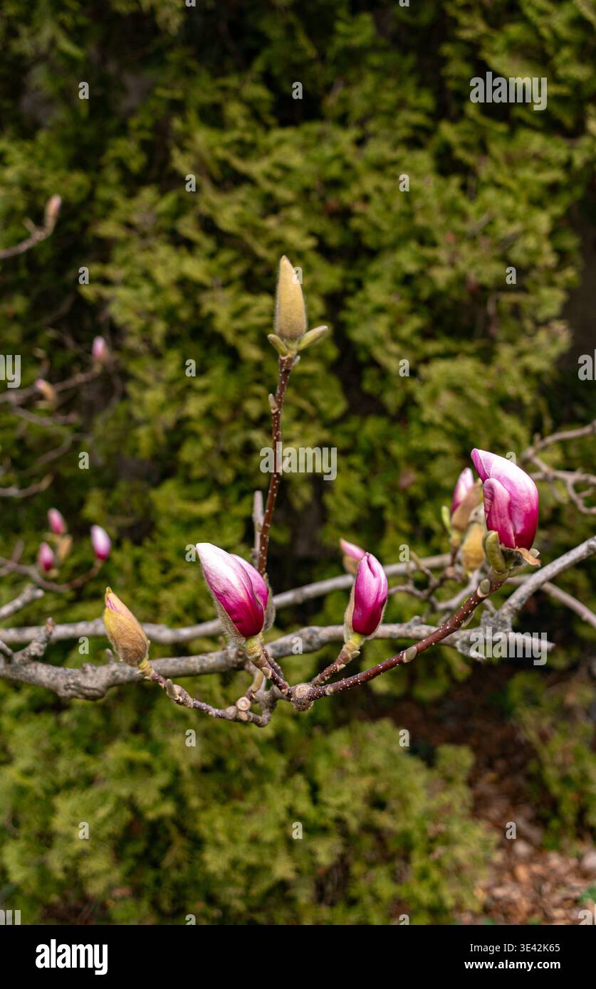 Plan macro vertical d'un bourgeon de fleur fermé de l'arbre Magnolia (magnolia) au début du printemps Banque D'Images