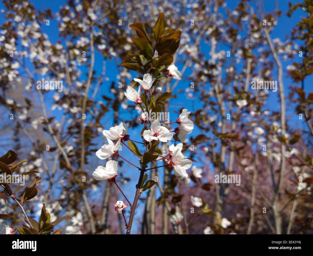 Gros plan de délicates fleurs blanches et rose pâle d'un prune à feuilles violettes fleurissant au printemps. Belle scène florale avec feuillage marron foncé. Banque D'Images