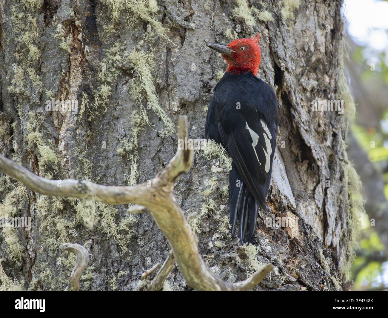Pic magellanique mâle (Campephilus magellanicus) sur un tronc d'arbre, vu dans le parc national Nahuel Huapi, Bariloche, Patagonie, Argentine Banque D'Images