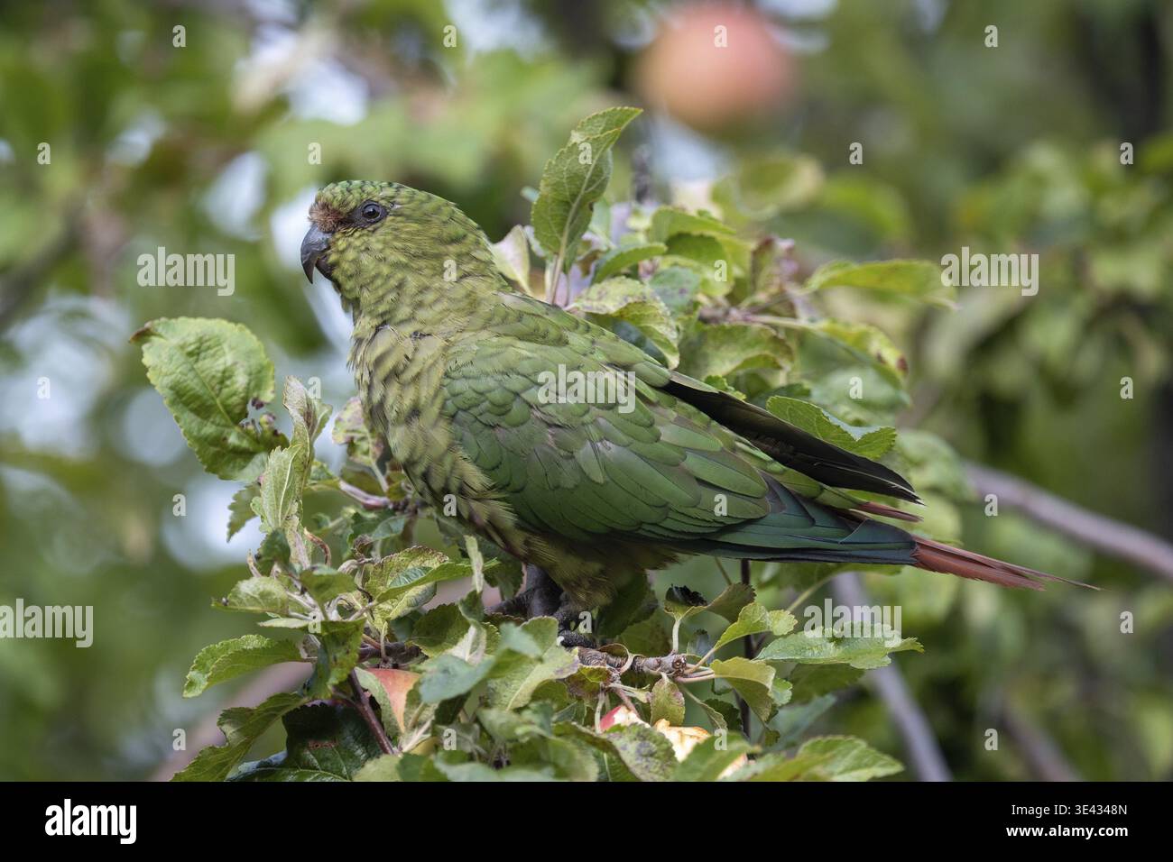 Perruche émeraude (Enicognathus ferrugineus) vivant en liberté dans un pommier, vue dans le parc national Nahuel Huapi, Bariloche, Patagonie, Argentine Banque D'Images