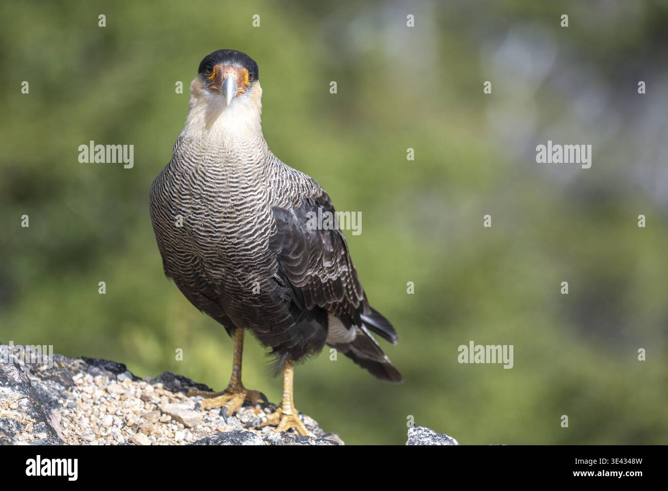 Caracara à crête (Caracara plancus), vu dans le parc national Nahuel Huapi, Bariloche, Patagonie, Argentine Banque D'Images
