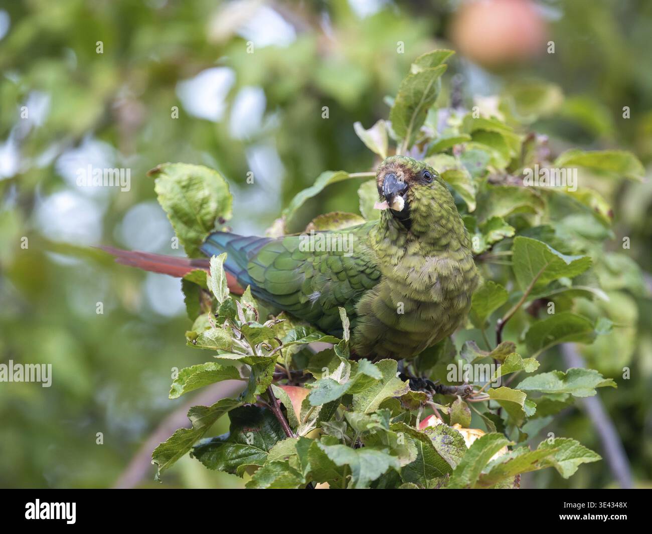 Perruche émeraude (Enicognathus ferrugineus) vivant en liberté mangeant une pomme, vue dans le parc national Nahuel Huapi, Bariloche, Patagonie, Argentine Banque D'Images