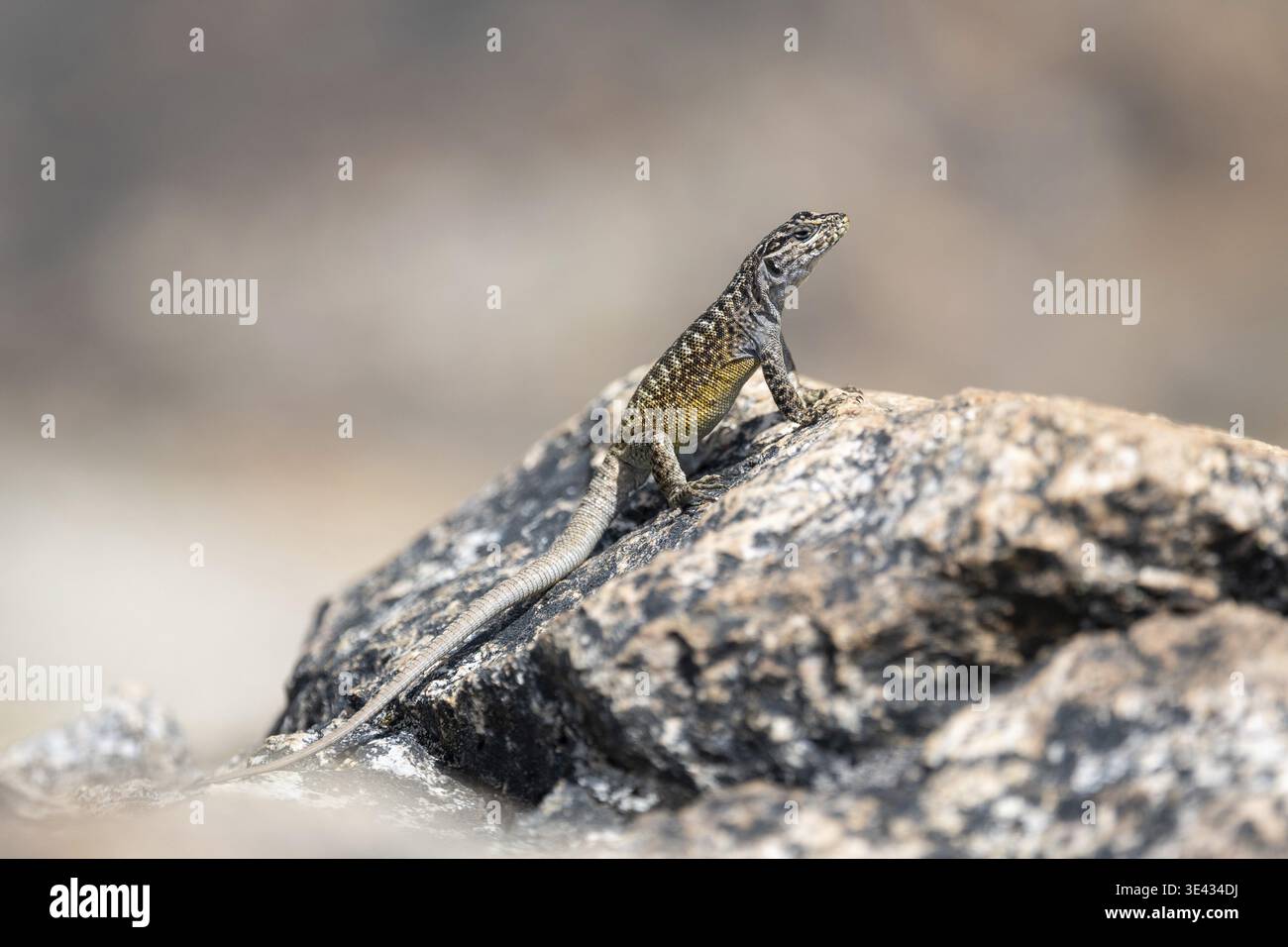 Lézard du genre Liolaemus pictus, nom anglais iguane peint, espagnol lagartija de vientre anaranjado, vu dans le Nahuel Huapi National par Banque D'Images