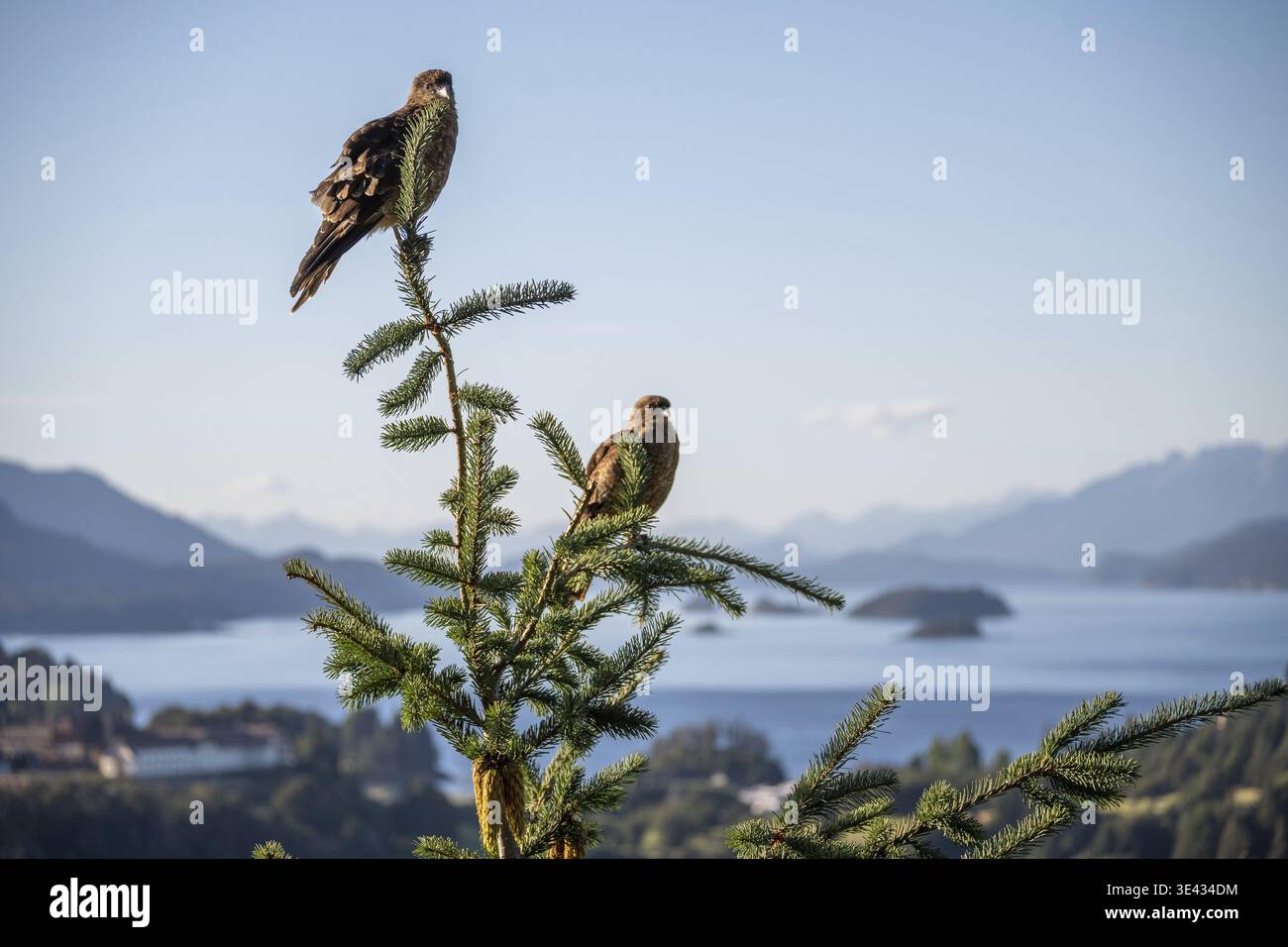Chimango caracara (Daptrius chimango) devant les Andes et le lac Nahuel Huapi dans le parc national Nahuel Huapi, Bariloche, Patagonie, Argentine Banque D'Images