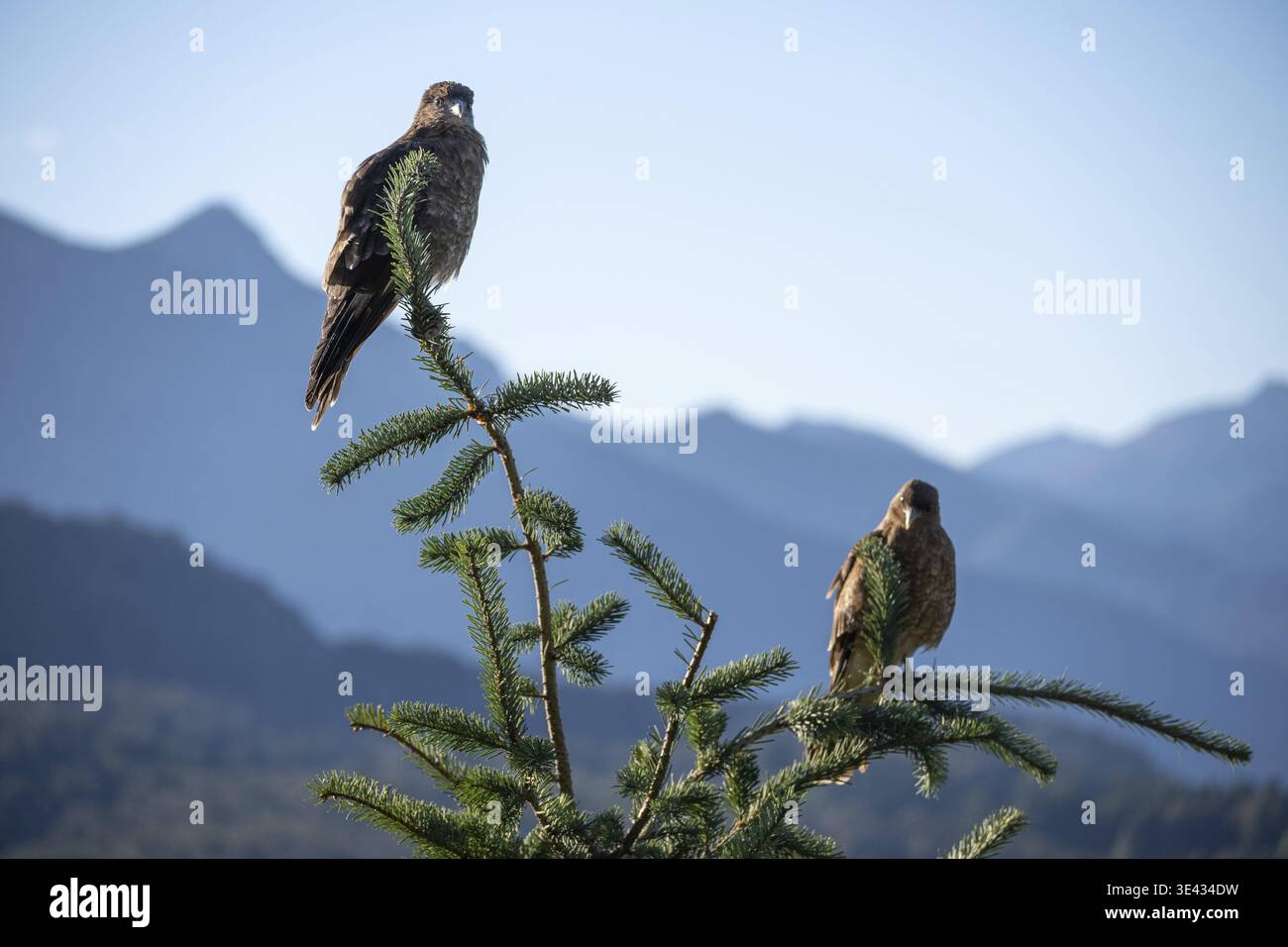 Chimango caracara (Daptrius chimango) devant les Andes dans le parc national Nahuel Huapi, Bariloche, Patagonie, Argentine Banque D'Images