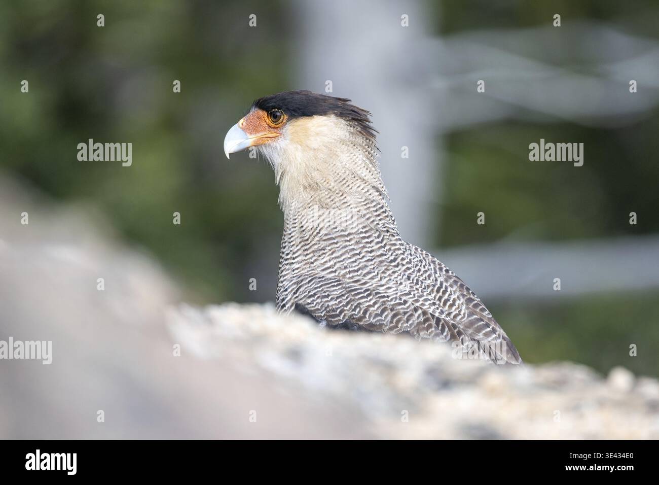 Portrait d'un caracara à crête (Caracara plancus), vu dans le parc national Nahuel Huapi, Bariloche, Patagonie, Argentine Banque D'Images