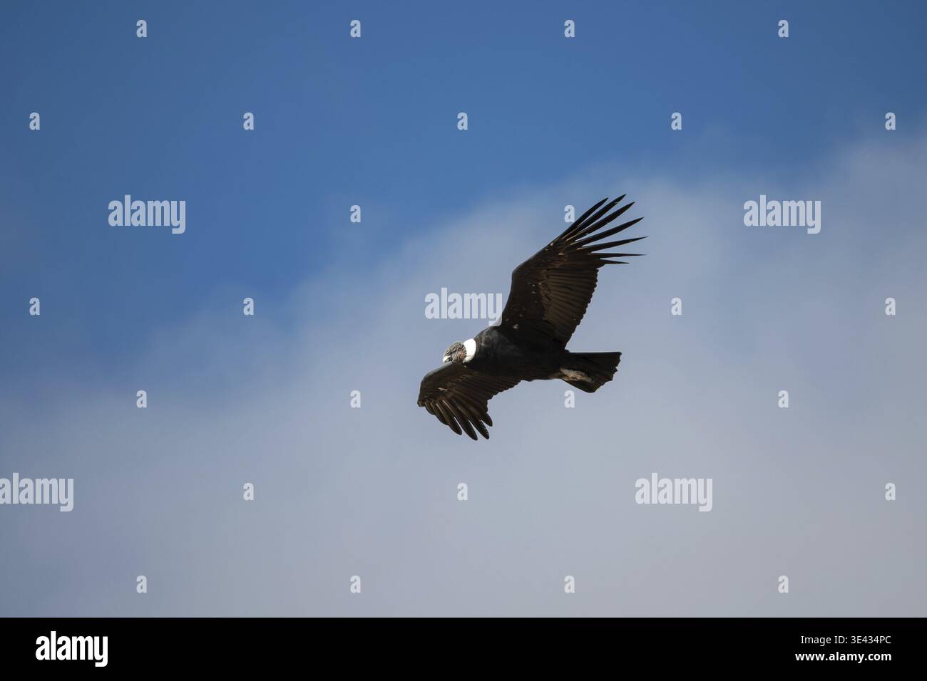 Condor andin (Vultur gryphus) (mâle) en vol, vu dans le parc national Nahuel Huapi, Bariloche, Patagonie, Argentine Banque D'Images