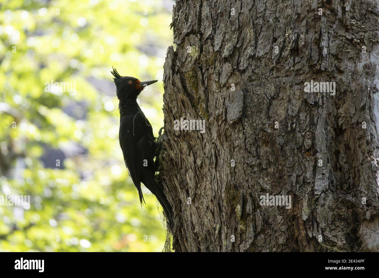 Pic Magellan femelle (Campephilus magellanicus) sur un tronc d'arbre, vu dans le parc national Nahuel Huapi, Bariloche, Patagonie, Argentine Banque D'Images