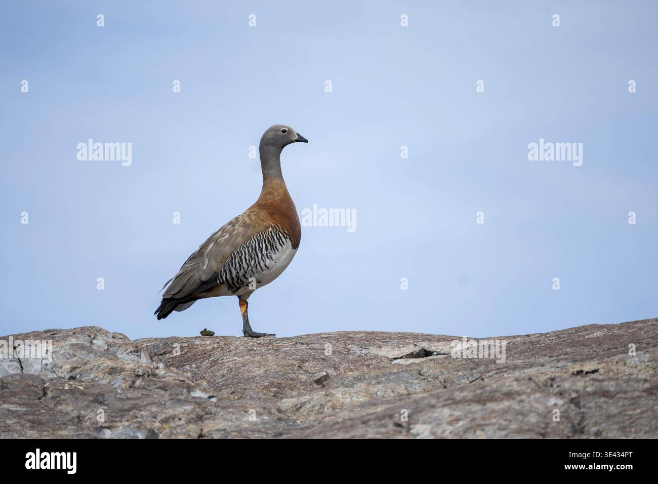 Oie à tête grise (Chloephaga poliocephala), observée dans le parc national Nahuel Huapi, Bariloche, Patagonie, Argentine Banque D'Images