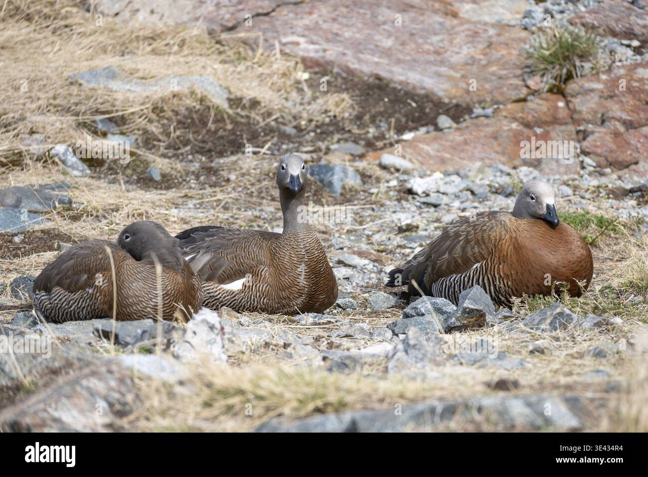 Oie à tête grise (Chloephaga poliocephala) (2 juvéniles et 1 adulte), observée dans le parc national Nahuel Huapi, Bariloche, Patagonie, Argentine Banque D'Images