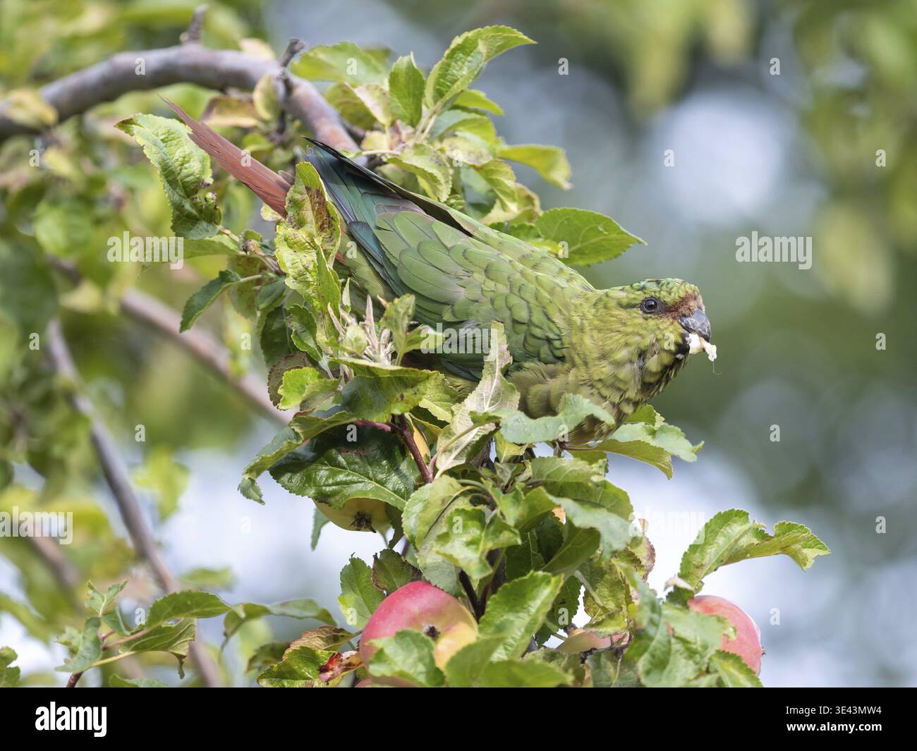 Perruche émeraude (Enicognathus ferrugineus) vivant en liberté mangeant une pomme, vue dans le parc national Nahuel Huapi, Bariloche, Patagonie, Argentine Banque D'Images
