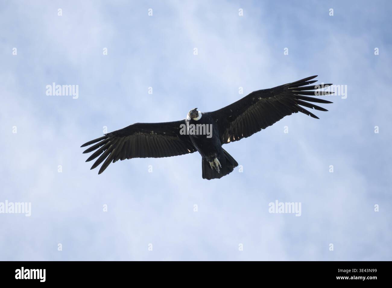 Condor andin (Vultur gryphus) (mâle) en vol, vu dans le parc national Nahuel Huapi, Bariloche, Patagonie, Argentine Banque D'Images