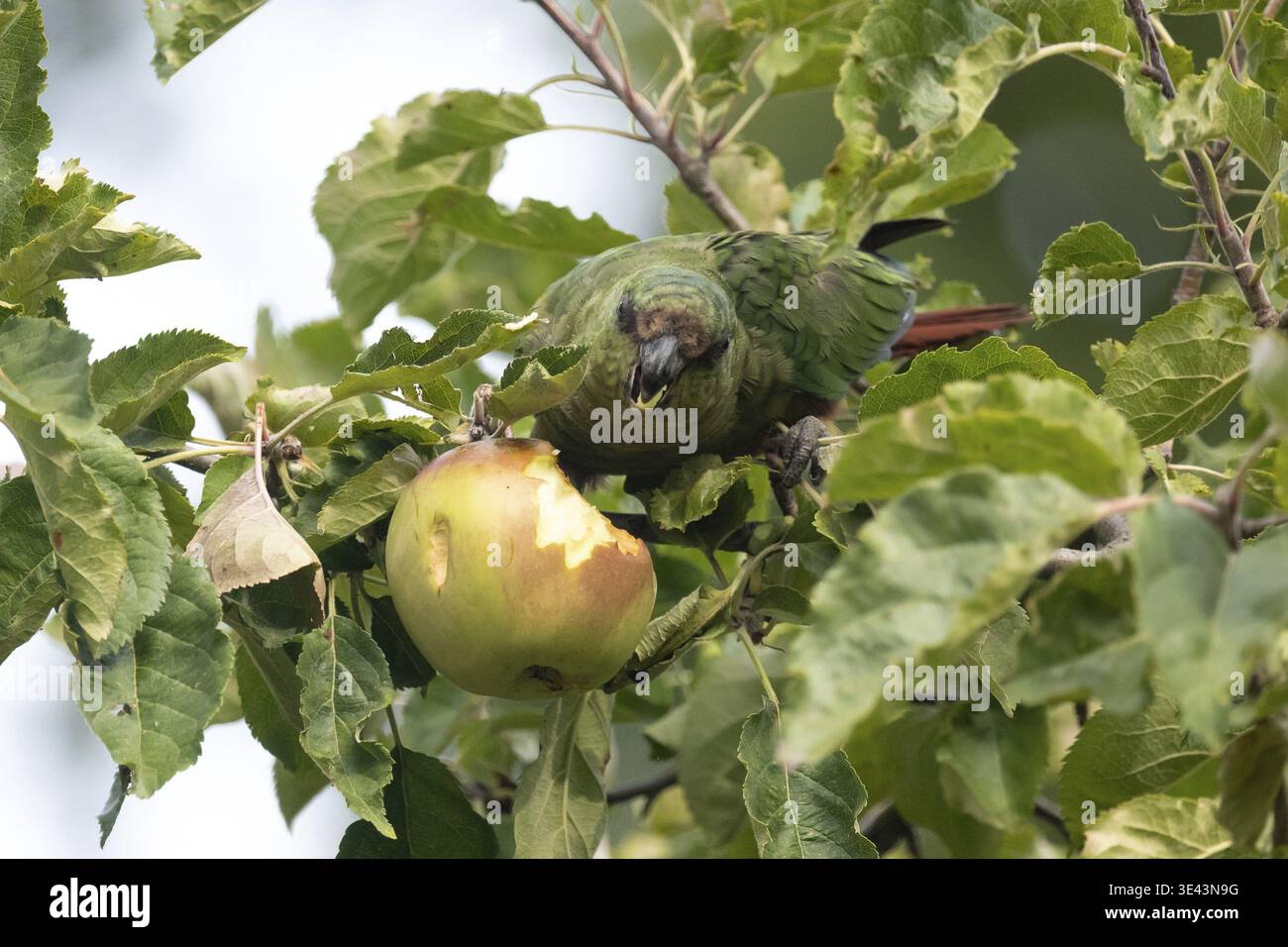 Perruche émeraude (Enicognathus ferrugineus) vivant en liberté mangeant une pomme, vue dans le parc national Nahuel Huapi, Bariloche, Patagonie, Argentine Banque D'Images