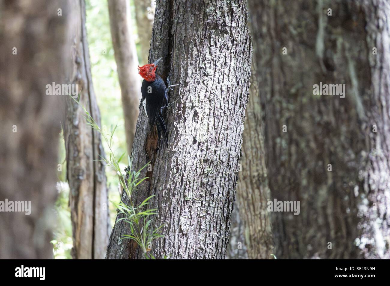 Pic magellanique mâle (Campephilus magellanicus) sur un tronc d'arbre, vu dans le parc national Nahuel Huapi, Bariloche, Patagonie, Argentine Banque D'Images