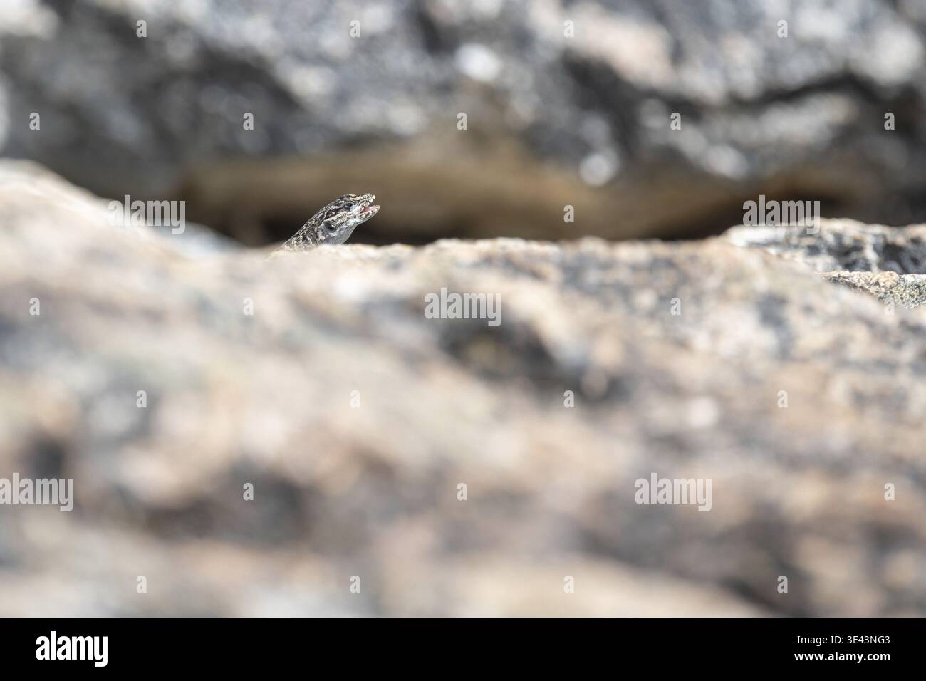 Lézard du genre Liolaemus pictus, nom anglais iguane peint, espagnol lagartija de vientre anaranjado, vu dans le Nahuel Huapi National par Banque D'Images