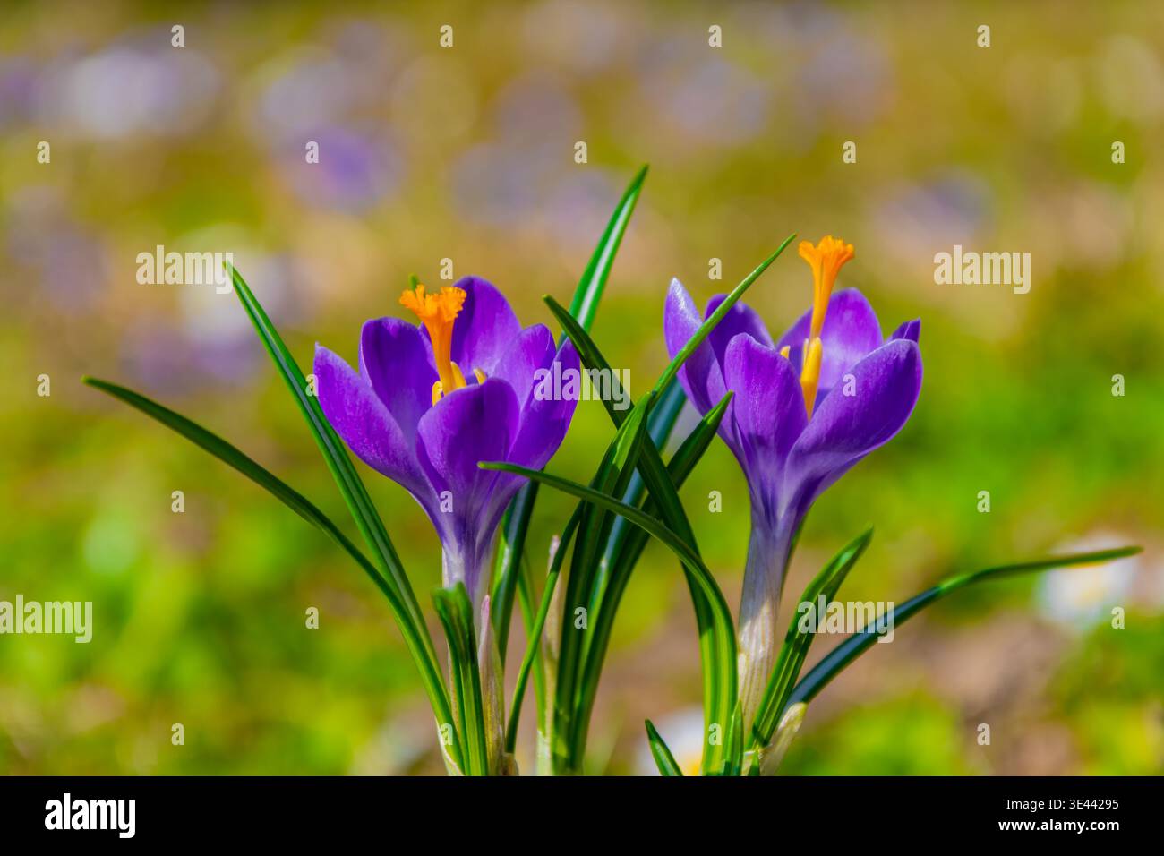 Deux crocus avec des étamines orange sur fond de printemps ensoleillé lumineux. Banque D'Images