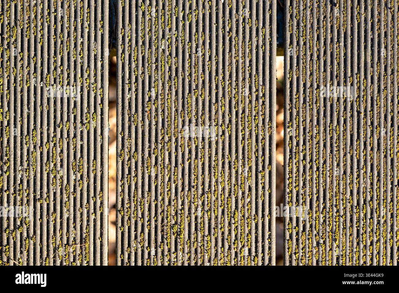 Texture de planche de terrasse rainurée pour la conception graphique. Fond de terrasse strié avec mousse verte et lichen Banque D'Images