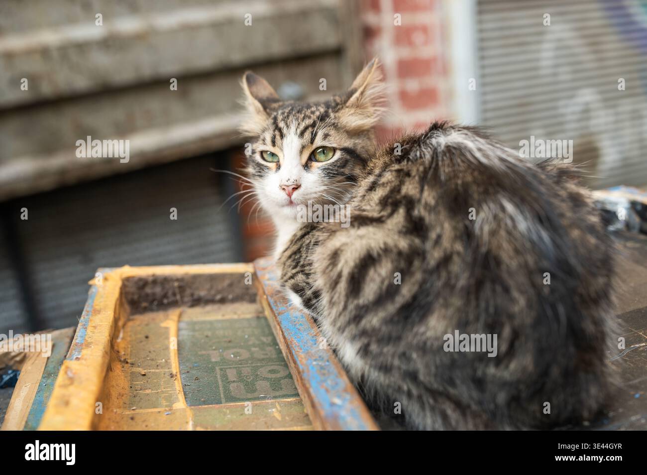 Chat tabby errant avec les yeux verts assis sur des caisses industrielles sales dans la rue de la ville, chat de ruelle abandonnée, animal sans abri, Istanbul Banque D'Images